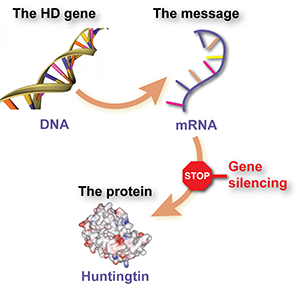 The goal of huntingtin lowering therapies is to stop the HD mutation - found in the HD gene - from being used by cells to make the huntingtin protein