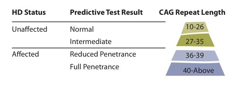A table summarizing the different possible results of a predictive HD gene test.