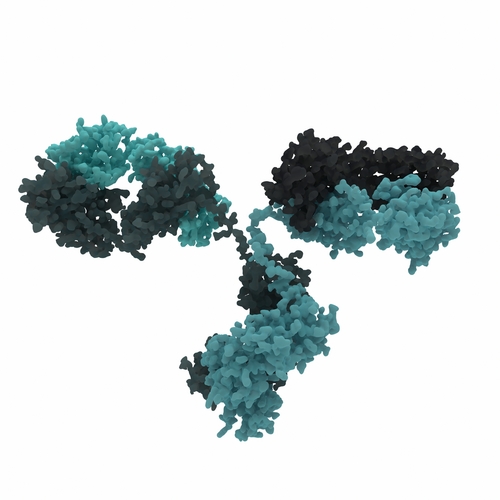 The structure of an individual antibody