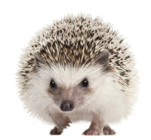 Spines everywhere... A transcription factor called 'Sonic Hedgehog' caused stem cells to develop into medium spiny neurons
