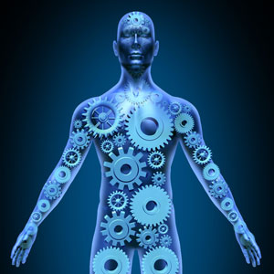 The mutant huntingtin protein is produced throughout the body. Unusually, GW seems to work in HD mice by targeting the immune system outside the brain.