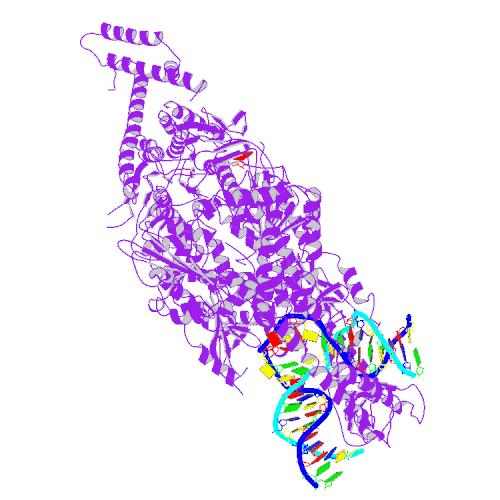 The MSH family of proteins (purple) scans along DNA (paired strands), looking for errors.