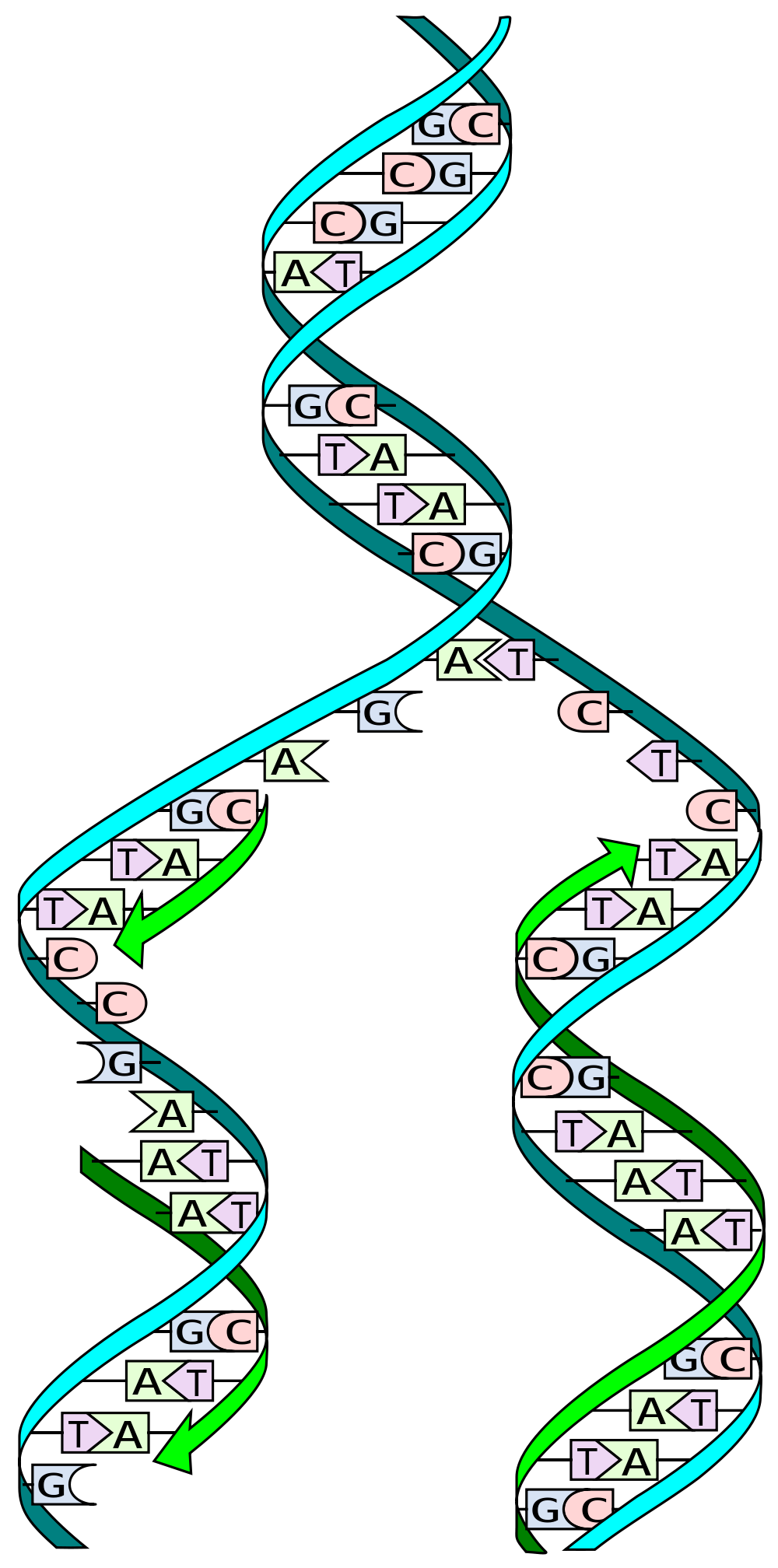 During 'replication' of DNA, two complementary strands of the 'double helix' are separated, and new strands built by the sequential addition of complementary DNA letters - perfectly duplicating the double helix in the process.