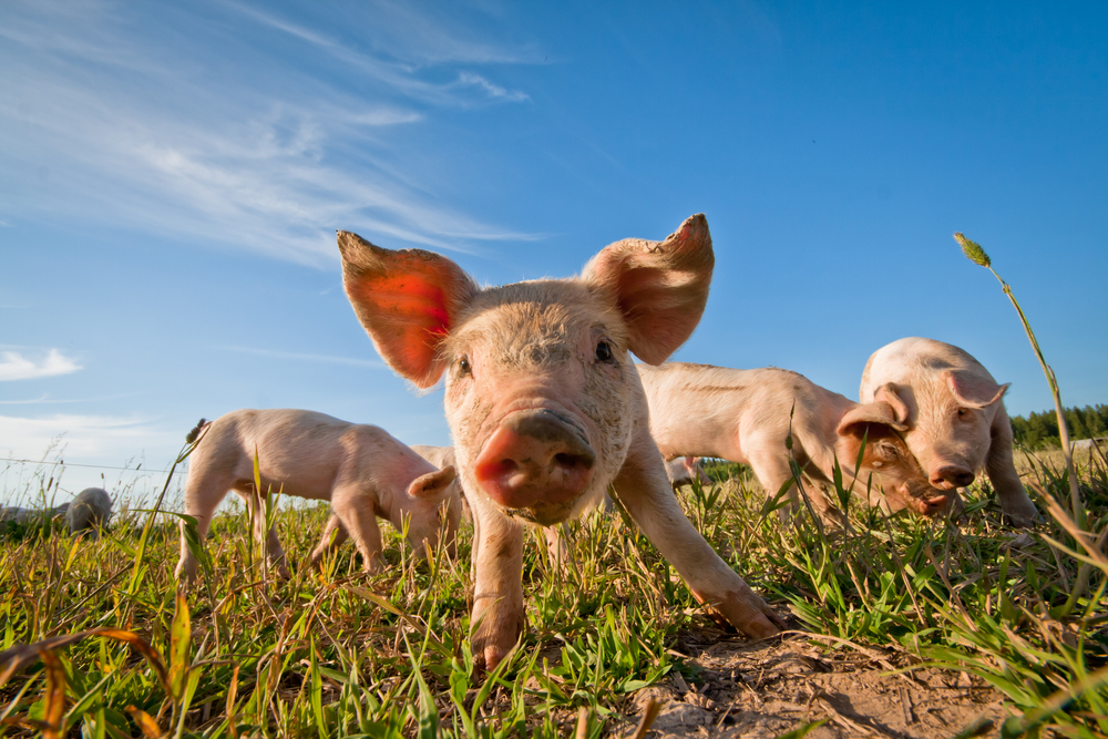 A new pig model of Huntington's Disease has researchers excited