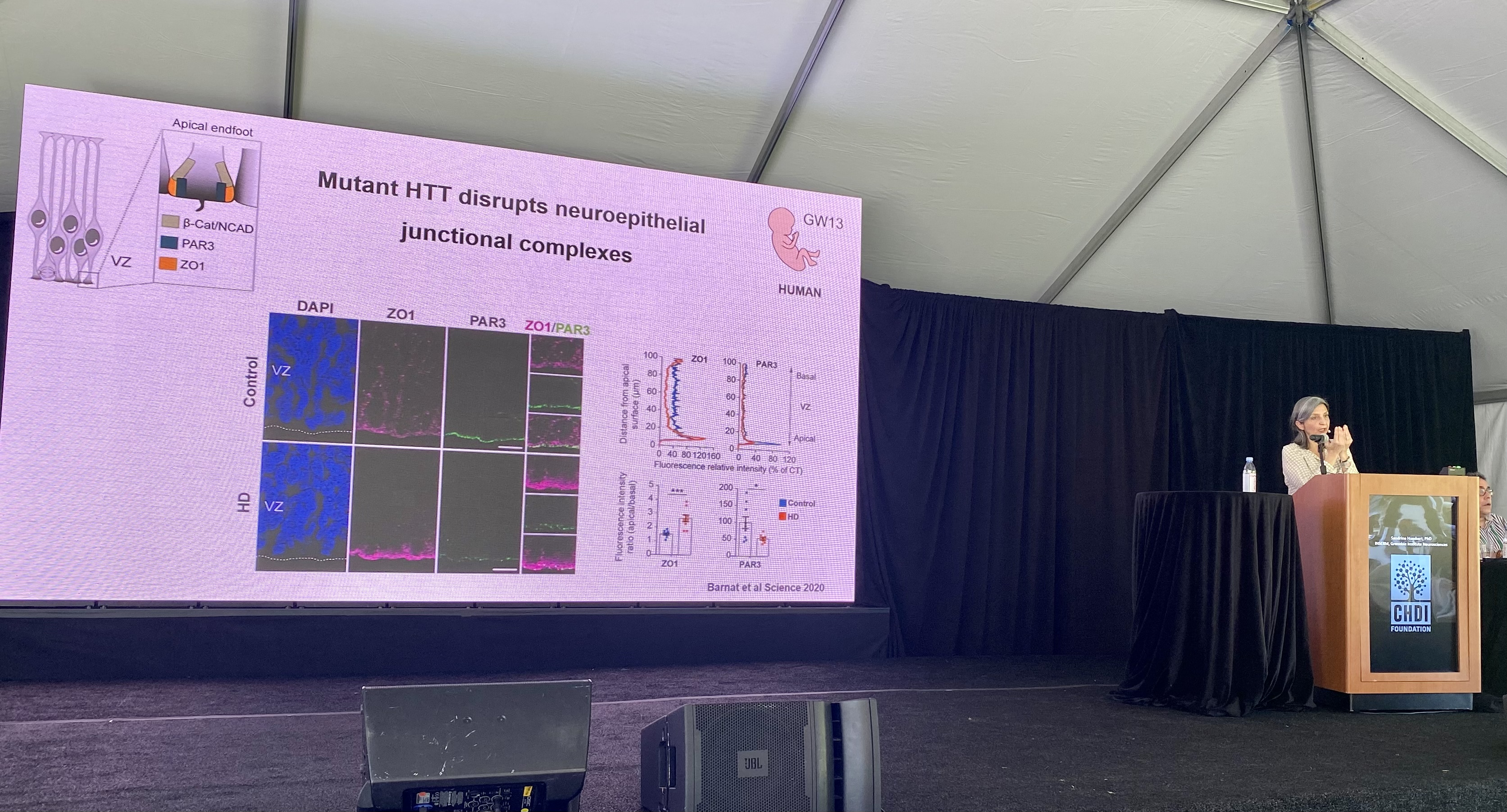 Sandrine Humbert talking to us about her research on huntingtin protein during brain development