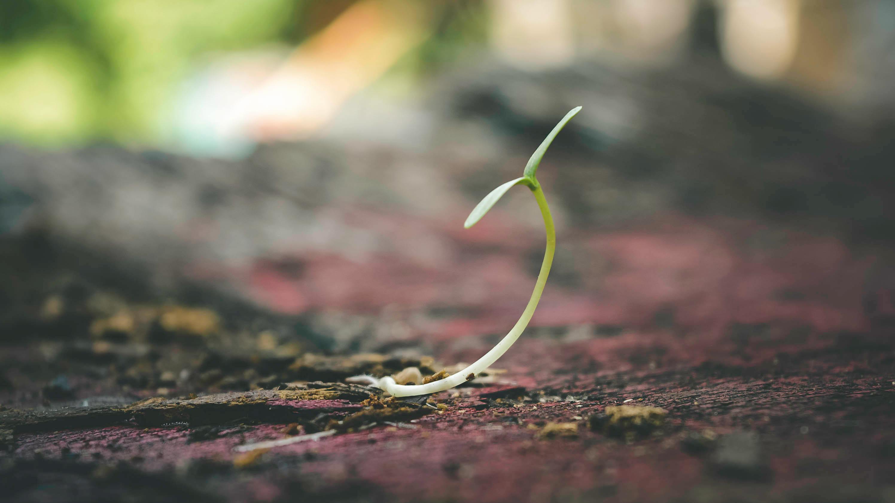 As April showers bring May flowers, this April has brought a sprinkling of exciting studies for Huntington’s disease research. Each one helps nourish a seed of insight that will blossom into future breakthroughs.