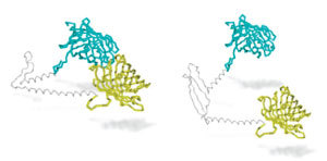 The researchers built a molecular 'proximity detector' that glows when its two halves are very close together, as shown in this diagram from the paper. On the left, the glutamine 'hinge' brings the blue and yellow halves together. On the right, in a huntingtin protein with lots of glutamines, the 'rusty hinge' prevents them from coming close enough.  