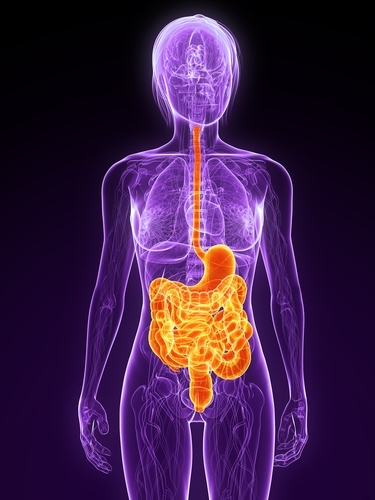 The digestive system, seen here in orange, may be directly effected in HD, leading to body weight loss.  
